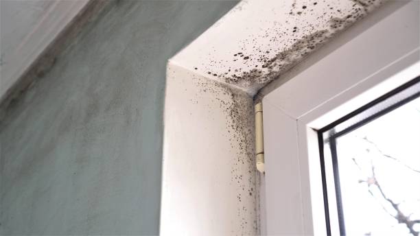 Reliable Von Ormy, TX Mold Remediation Solutions