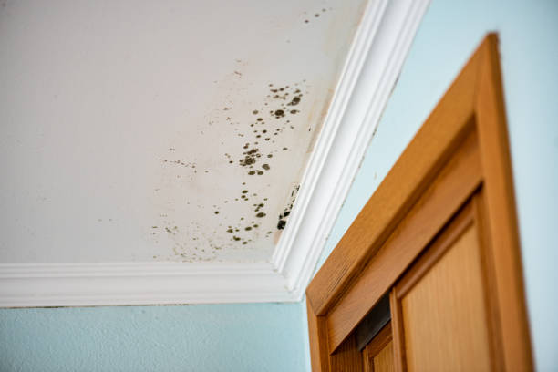 Best Residential Mold Remediation in Von Ormy, TX