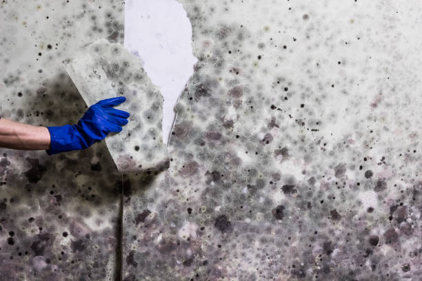 Best Bathroom Mold Remediation in Von Ormy, TX