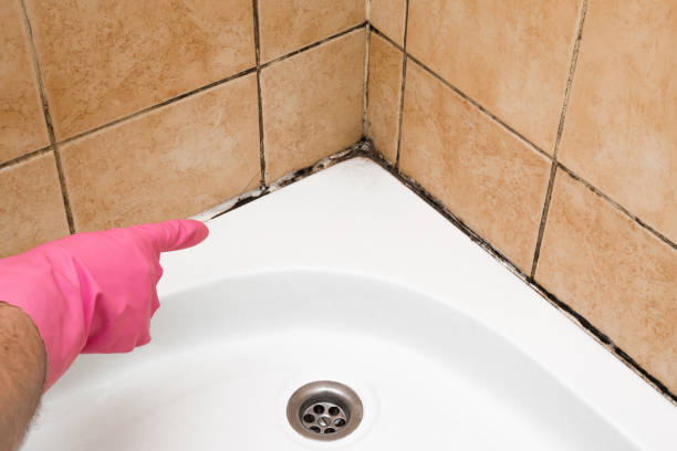 Best Black Mold Remediation in Von Ormy, TX